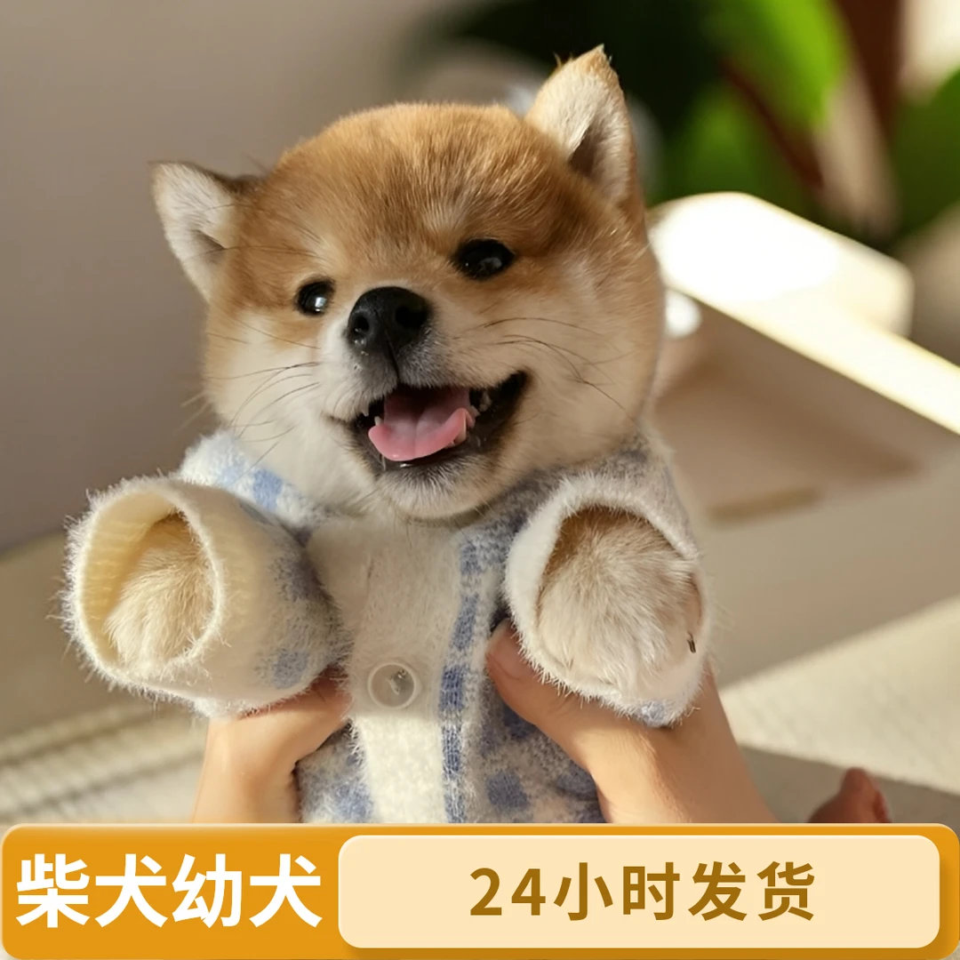 柴犬狗狗幼犬狗狗直播间下单狗狗活体链接