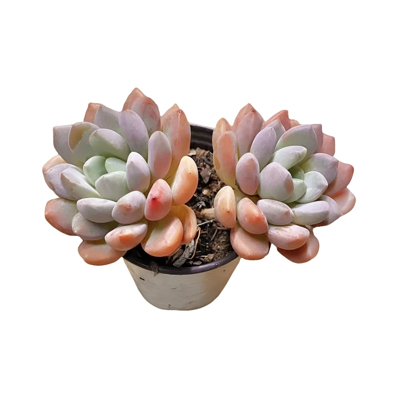 精控白鹭 多肉植物 （满18包邮 直播间展示为准）