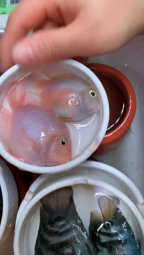 鹦鹉鱼一对宝蓝一对胭脂粉