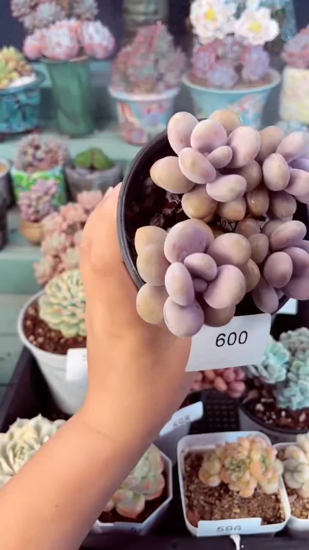 600群生桃蛋多肉