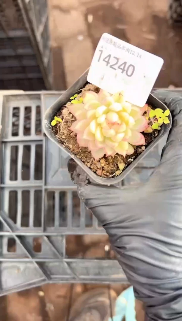 心***️多肉植物一物一拍14240