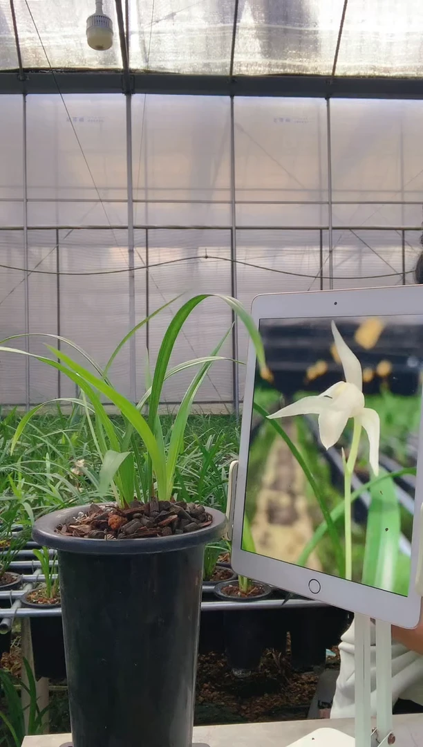 当前无花朵，栽培后可花朵醉****草白狐