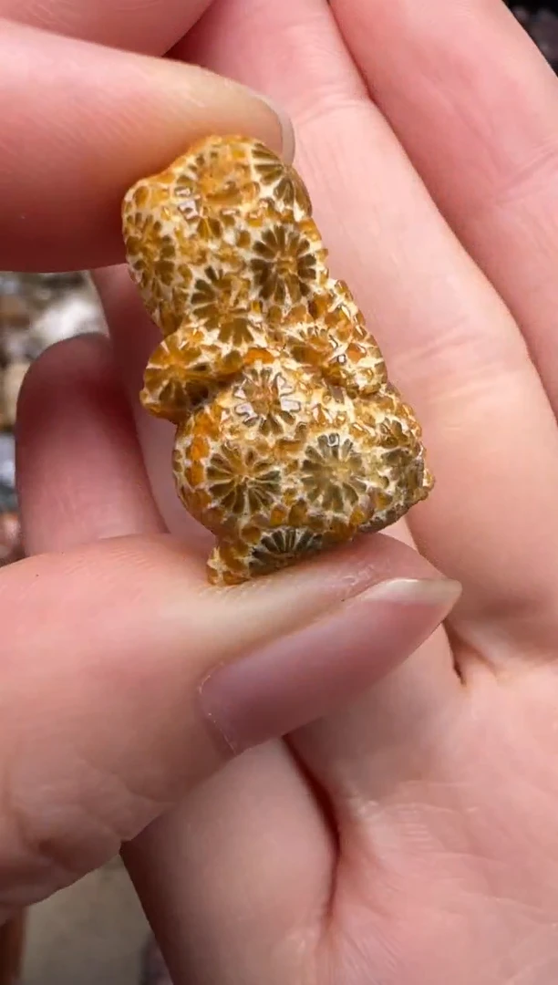 硅化珊瑚（珊瑚玉）未镶嵌颈饰105