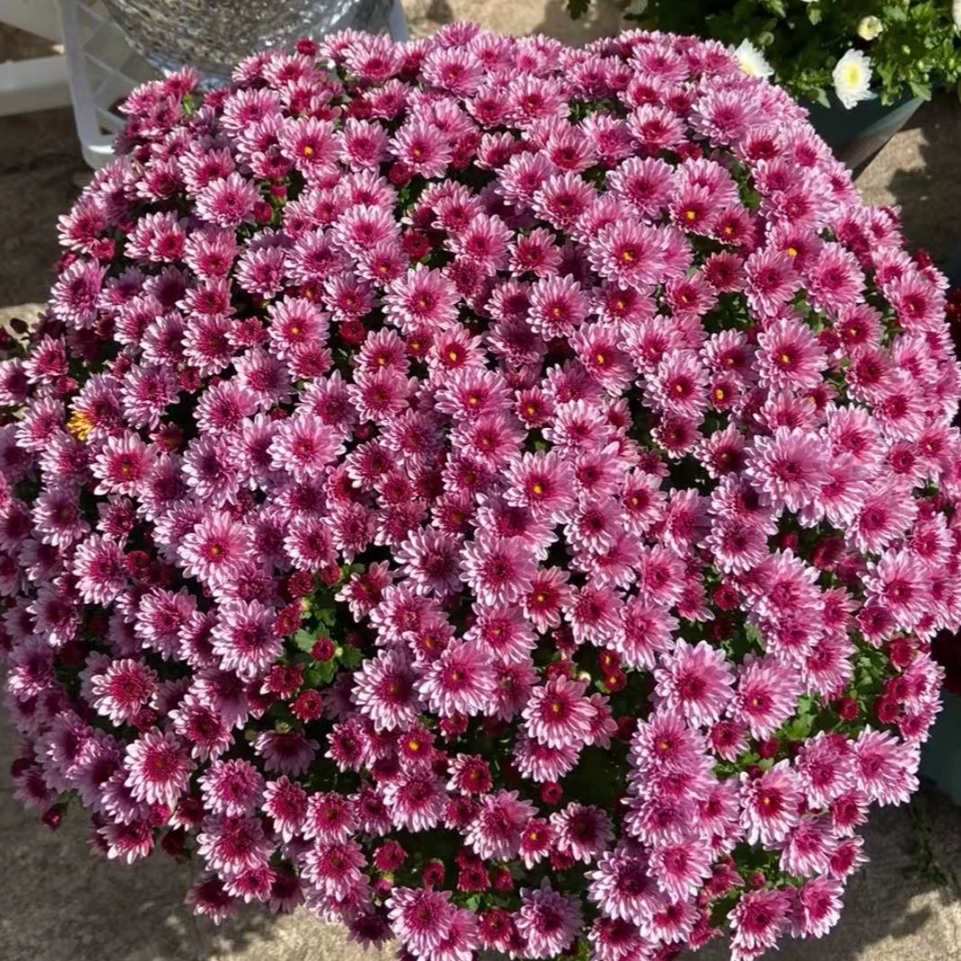 【草莓甜心】球菊盆栽植物爆花机器 新手易养护