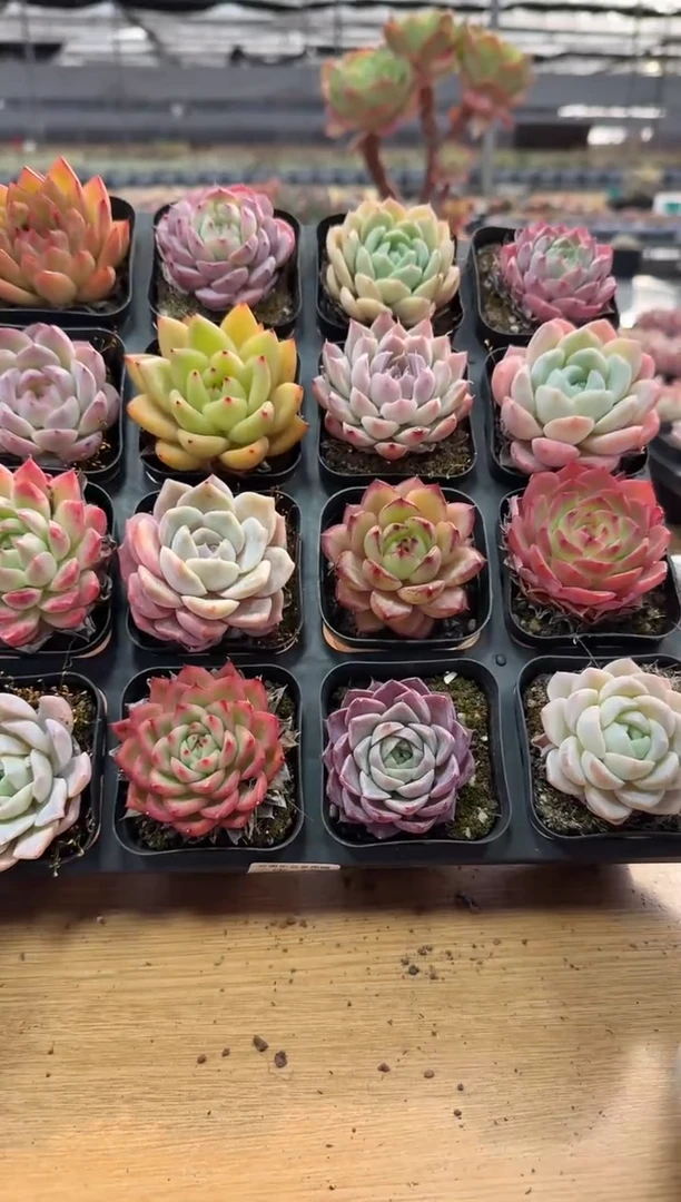 东云多肉园二店-47