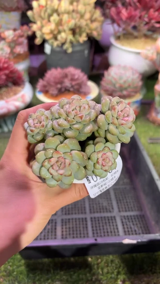 【闪购商品】03001