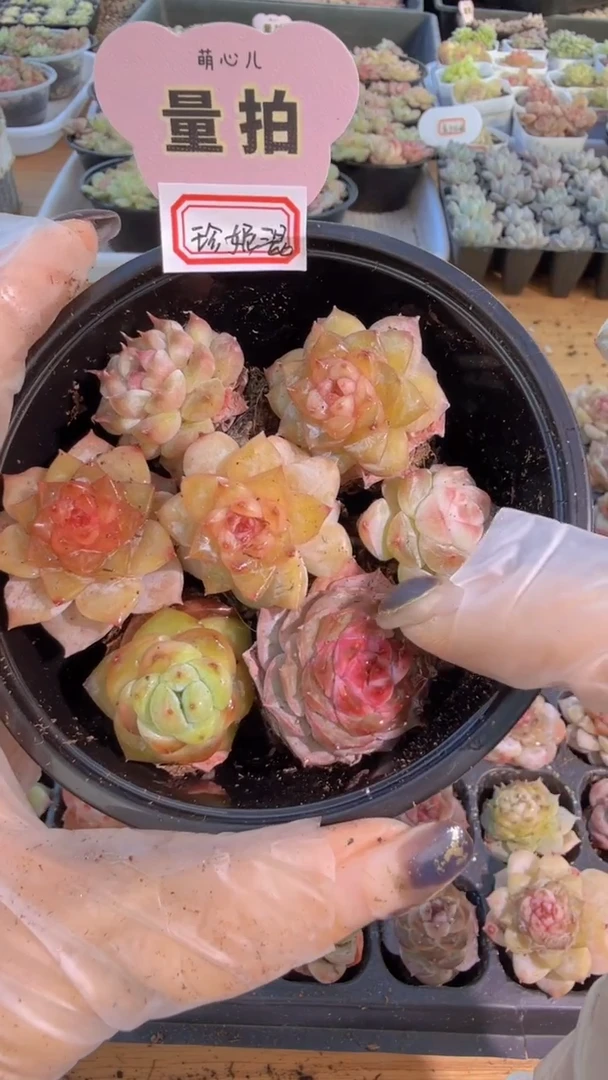 珍妮混 7颗量拍混发 满9.9包邮