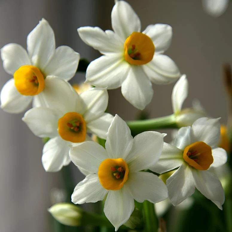 二妹园艺（2棵普大单瓣水仙花八字切）水仙花 一单包邮