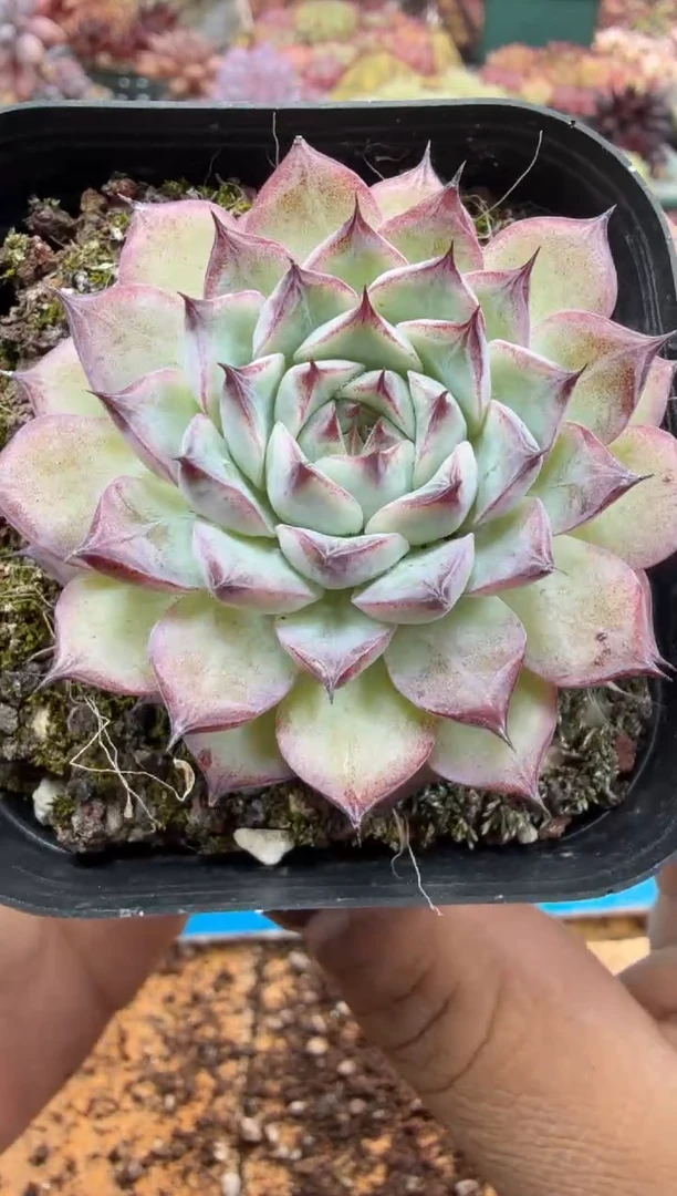 东云多肉园二店-669