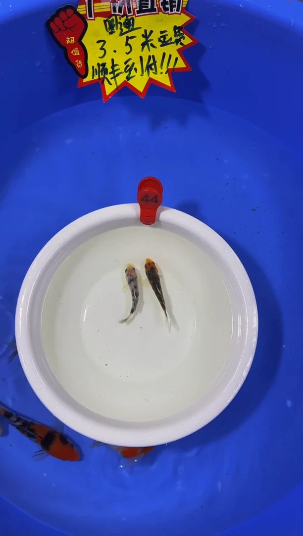 锦鲤活体二号链接