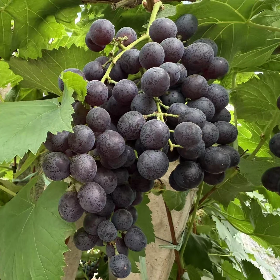 山东大泽山玫瑰香葡萄现摘现发顺丰包邮3斤整箱新鲜葡萄同城送山东省