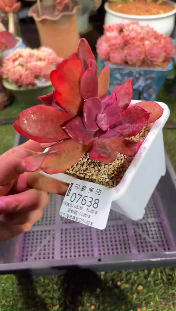 【闪购商品】07638