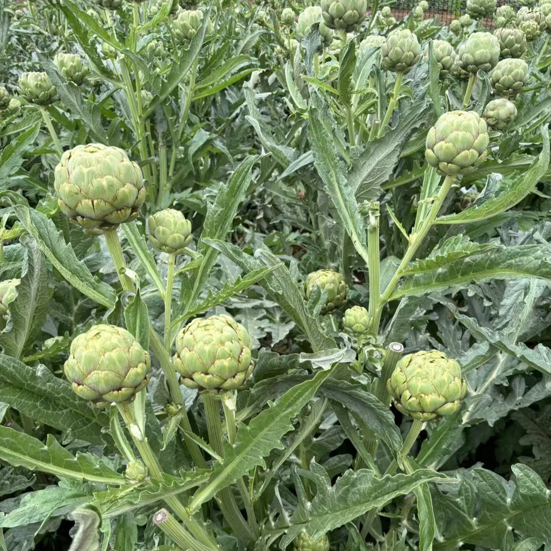 【晒茶榨汁专用】云南特产洋蓟朝鲜蓟老果晒茶榨汁煮水