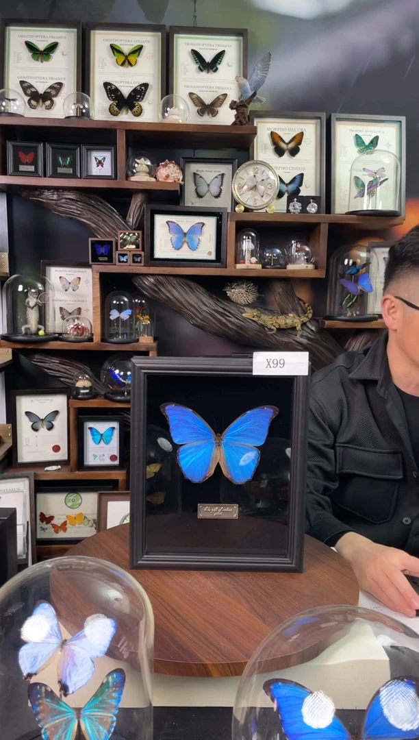 大蓝闪蝶-黑绒底版【10寸欧式框】X99