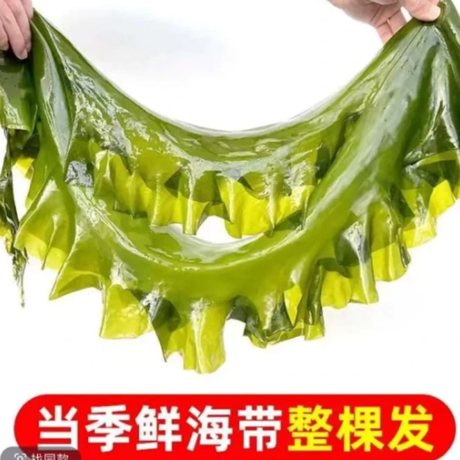2025年新菜海带包饭海带（低盐低水）高品质海带带箱5斤