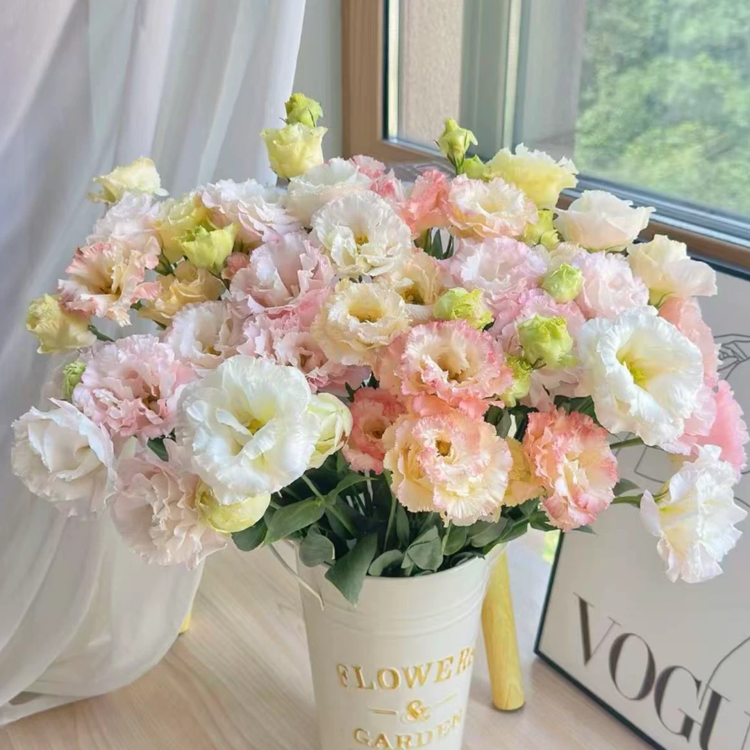 【次日达·混色洋桔梗600g左右】家居生活鲜花·全场任意两单顺丰送货上门·今天拍明天到·基地直发现采现发无忧