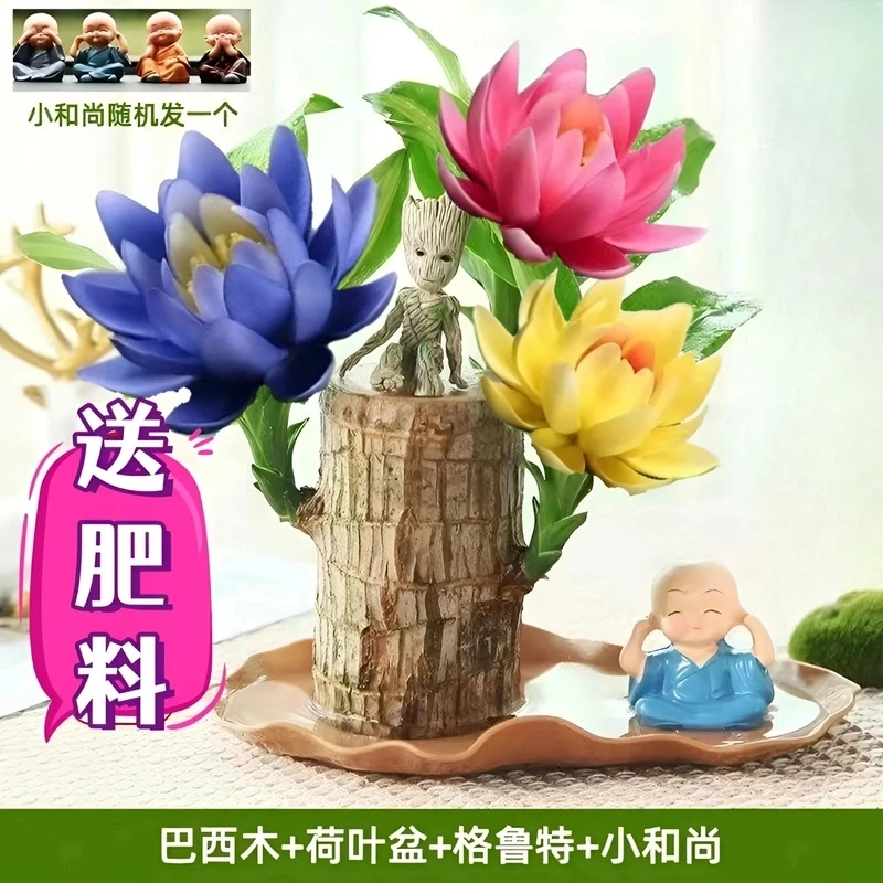 【水培巴西木带芽发货】基地直发室内开花水养桌面赖人绿植盆栽客厅