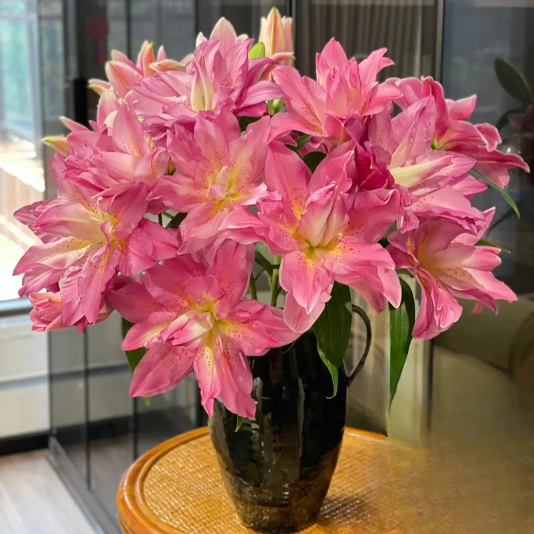 【花王朝直播专属】宝莲灯重瓣香水百合云南直发鲜花水养鲜切花
