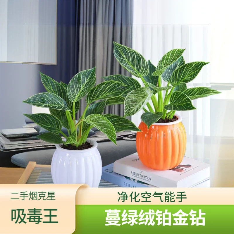蔓绿绒铂金钻盆栽绿萝水培吸甲醛易养花卉装饰室内绿植除甲醛植物