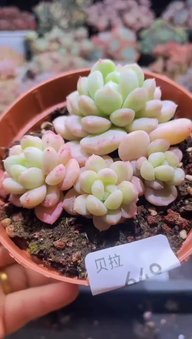 【闪购商品】649百达翡翠