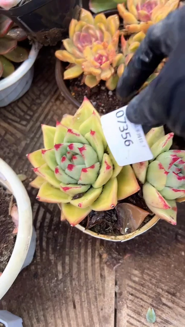 ?****?多肉植物一物一拍07356