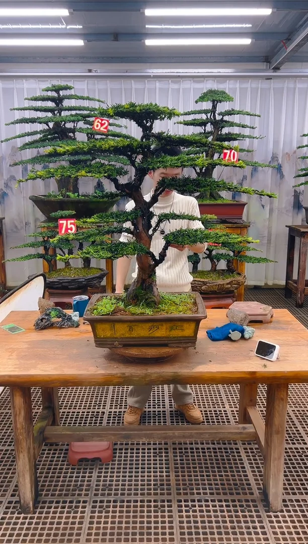 无花朵小*精品盆景直播间一物一拍