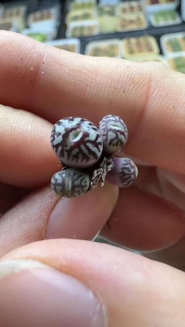 【闪购商品】17-183