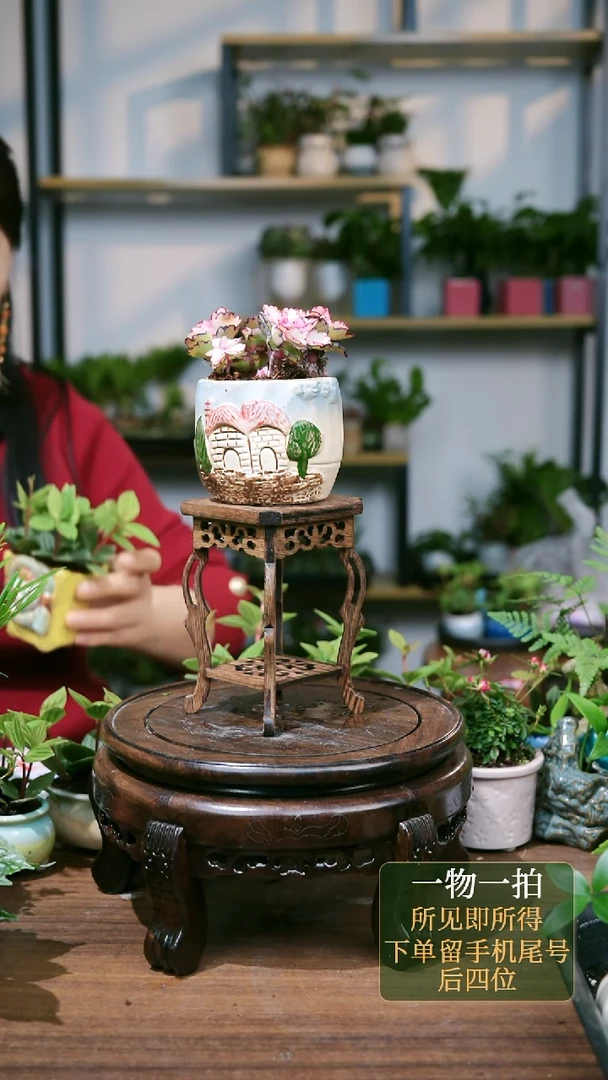 【闪购商品】95--8109多肉+海马几