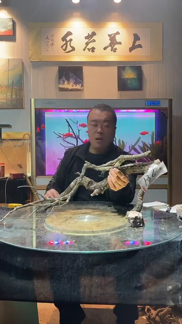 136号天然黄栎木长度59CM一组适合60缸