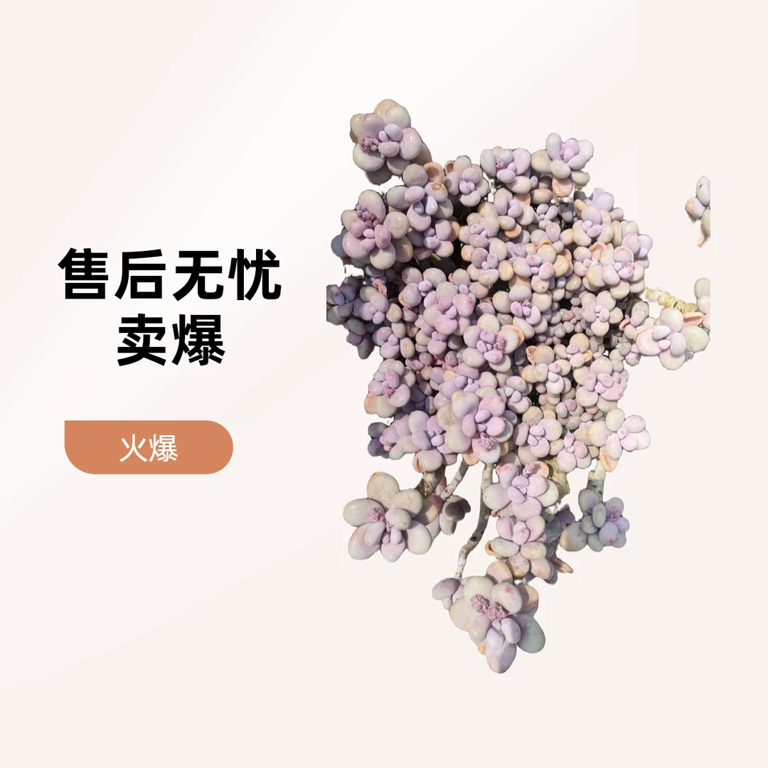大桃蛋  熊猫多肉（满19包邮）脱土发  庭院美观  净化空气