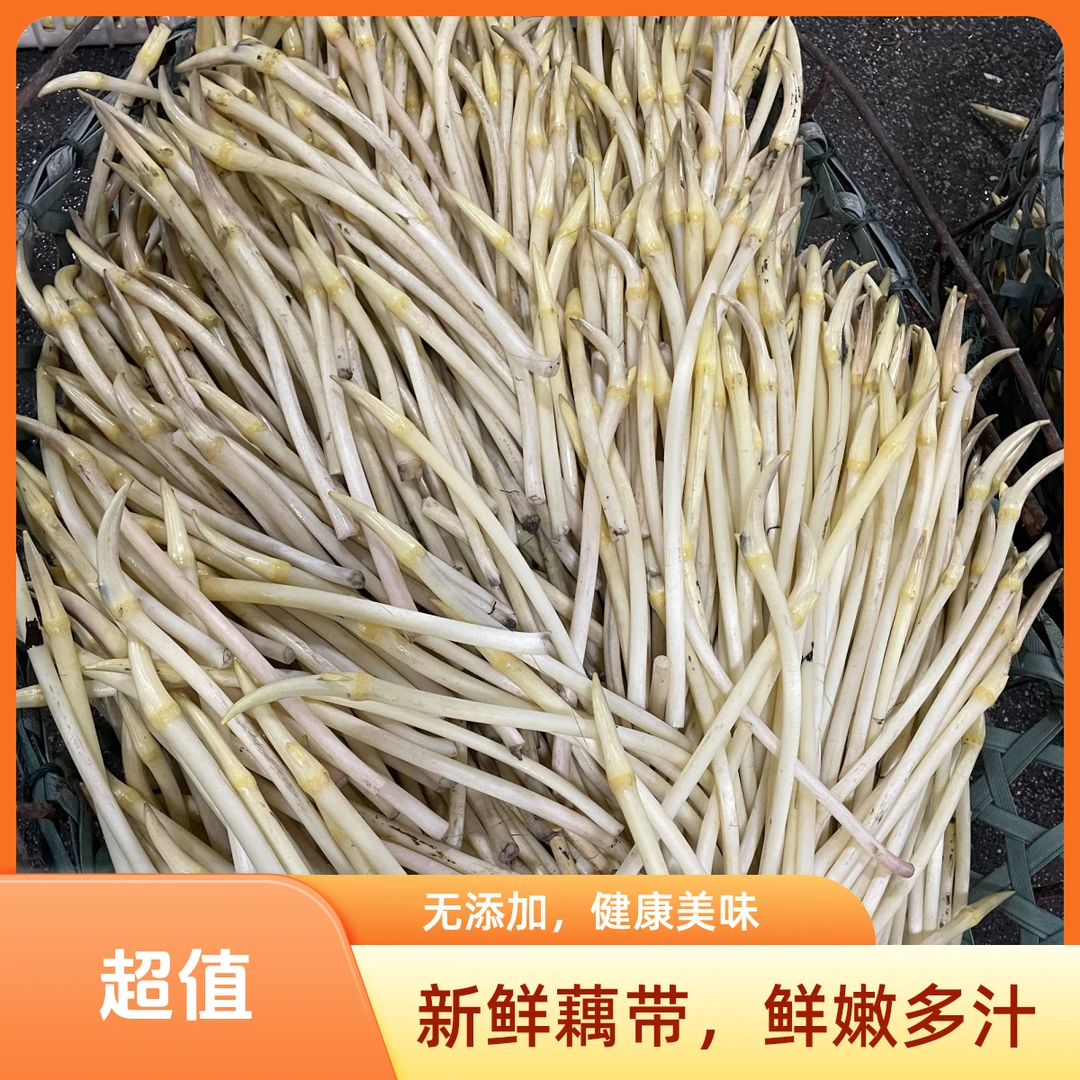 新鲜藕带湖北洪湖藕带二级藕带藕尖藕蔬菜簪藕肠子藕梢子鲜甜脆嫩1斤2斤3斤4斤装现采现发顺丰打冰洪湖藕带
