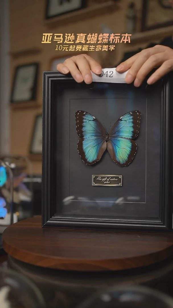 有机玻璃蝴蝶标本D42