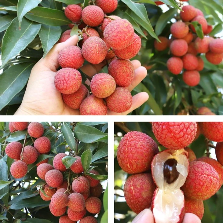 【顺丰包邮上楼】中国红荔枝   1箱-5斤/15斤左右-有枝子