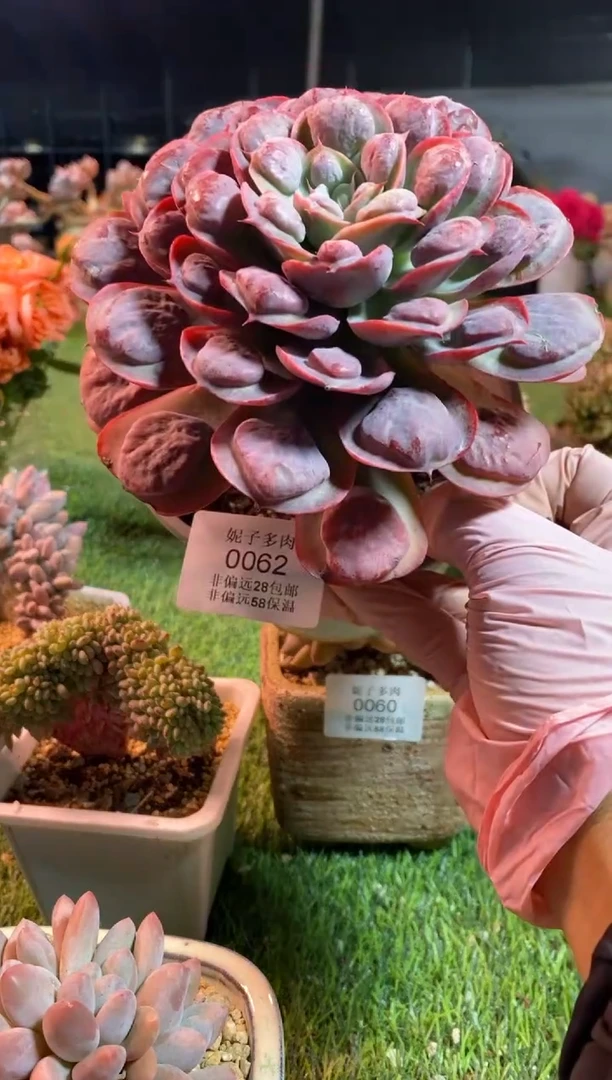 【闪购商品】0062a