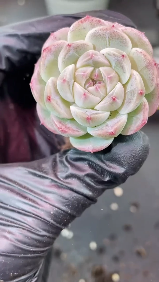 闪购2407  琉璃弹珠多肉一颗