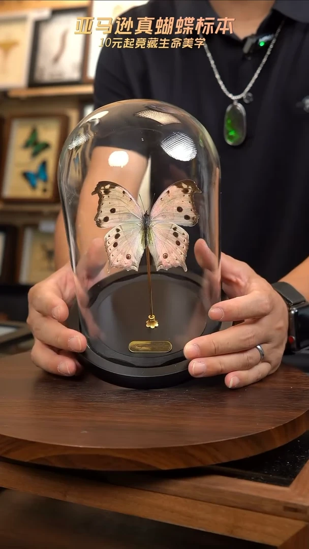 蝴蝶标本摆件竞拍G98