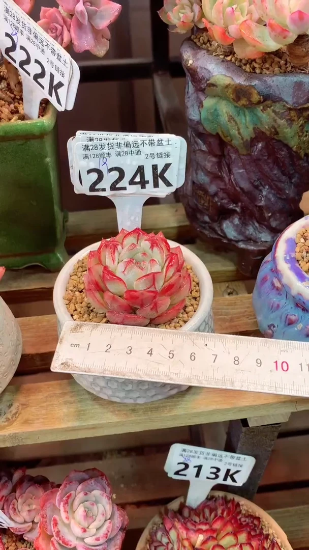 224K（一物一拍，精品多肉，所见即所得 ）