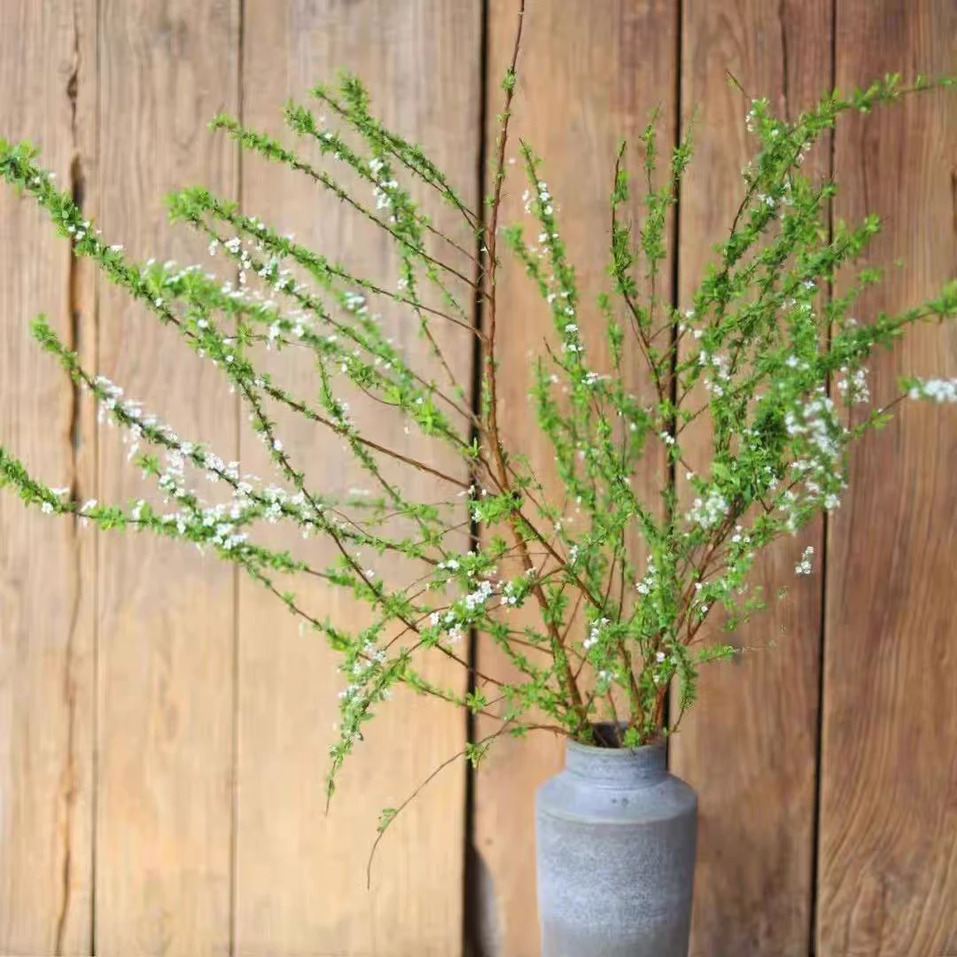 雪柳鲜枝水培耐寒开花室内绿植枯木逢春水养花卉鲜切花束插枝