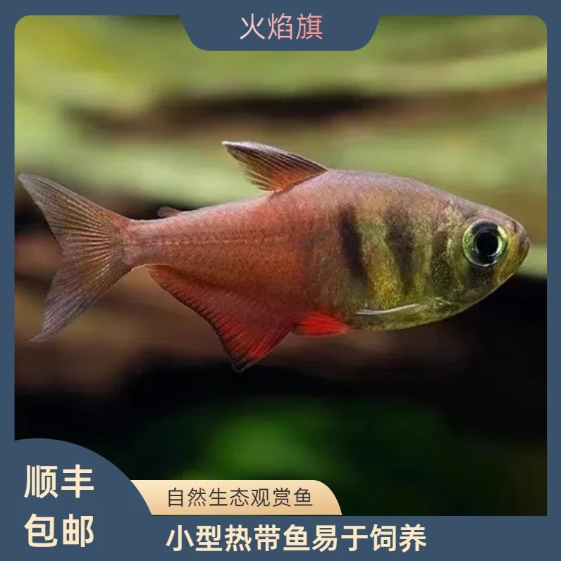 火焰旗灯鱼南美火焰裙脂鲤鱼热带观赏鱼小型鱼扯旗草缸群游活体鱼