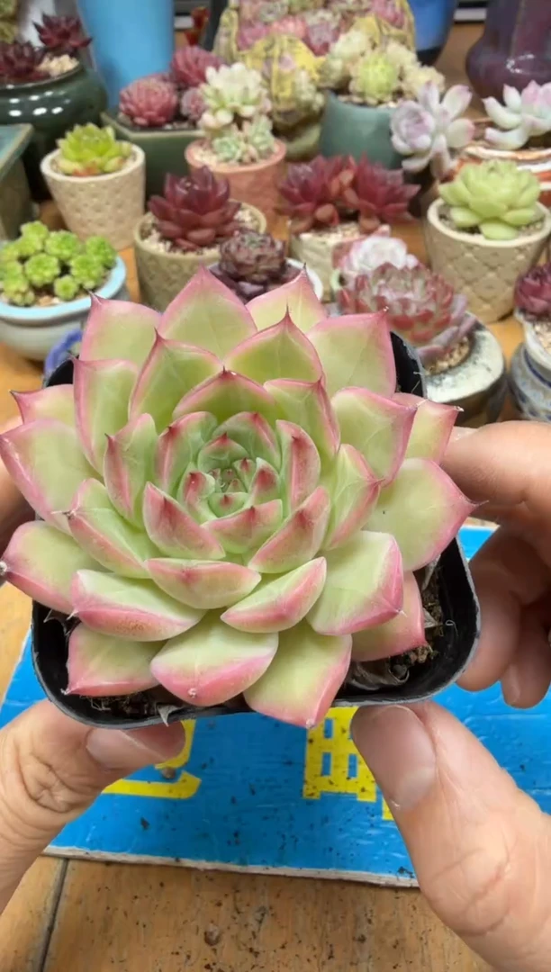 东云多肉园二店-237