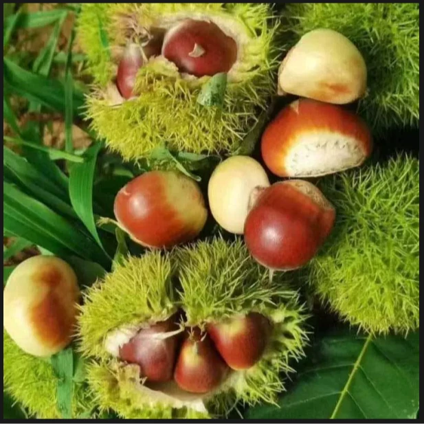 H2025大别山板栗生新鲜栗子现摘现发皮花皮即食嫩板栗仁