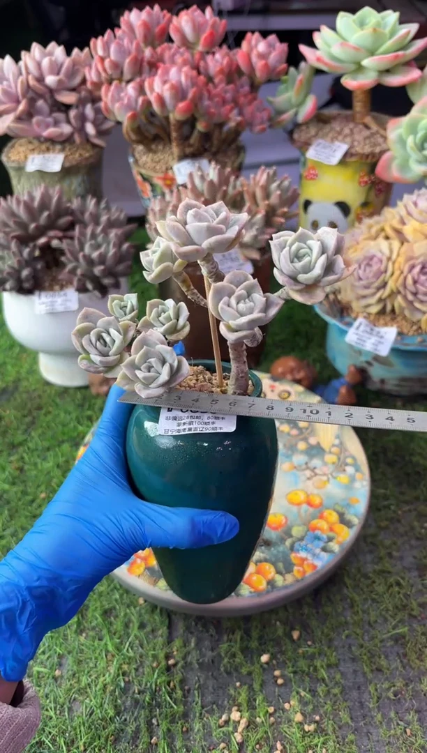 昆明印象多肉0859