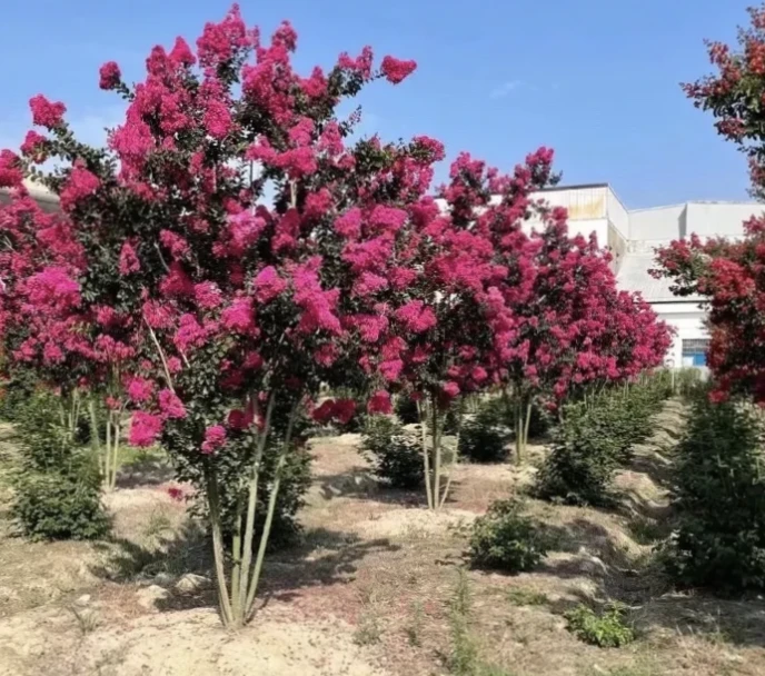 丛生天鹅绒紫薇石楠花，花期长花量大紫薇树粉红豹庭院植物ai