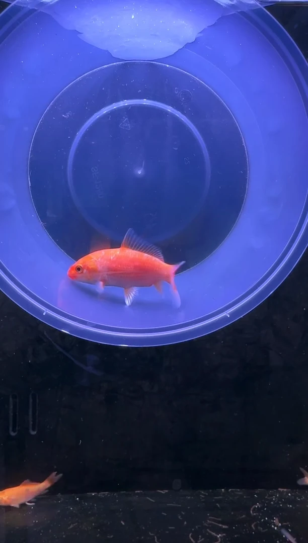 金鱼不退不换，不包返祖不包售后，喜欢再拍