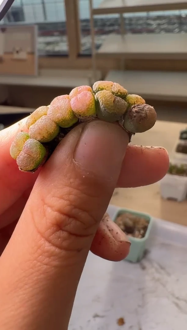 24-261多肉植物肉锥