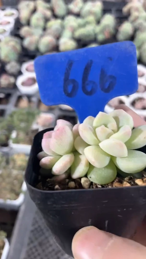 【闪购商品】666多肉