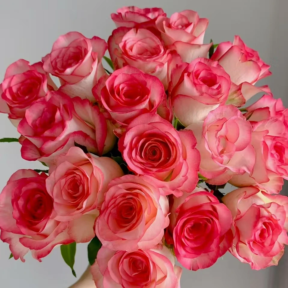 【花之洲】基地自产艾莎单头玫瑰 全场任意两单顺丰包邮