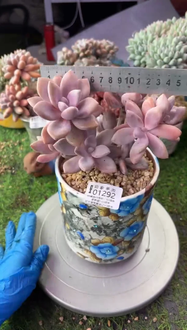 昆明印象多肉01292