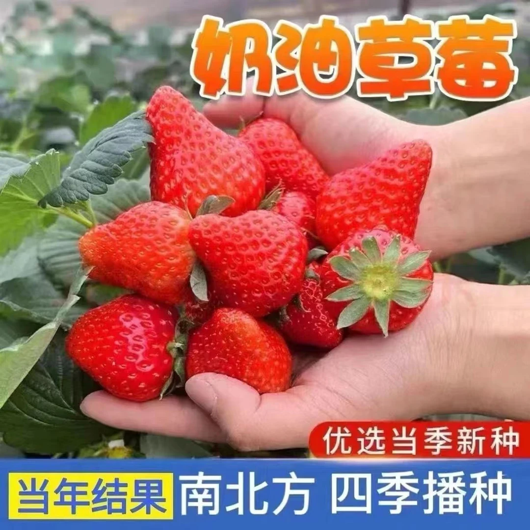 【全店满8包包邮】四季奶油草莓种子