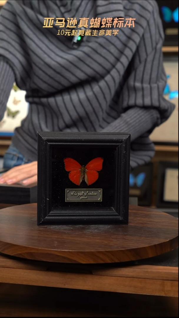 血漪蛱蝶4寸黑色方框